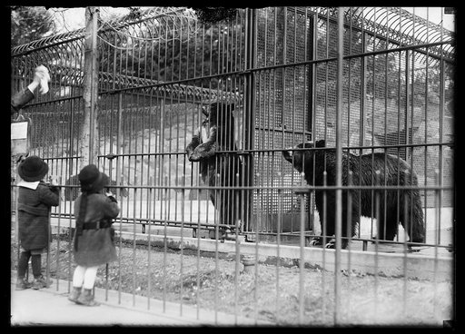 Bears at zoo