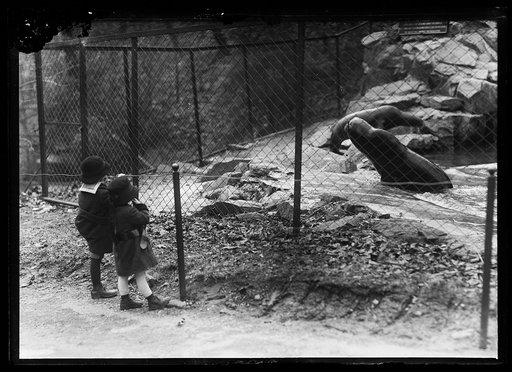 Seals at zoo