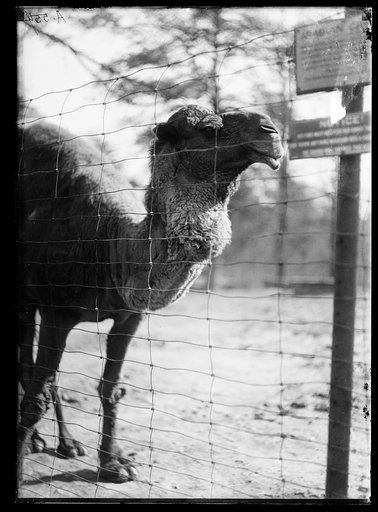 Camel?