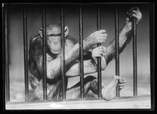 Ape