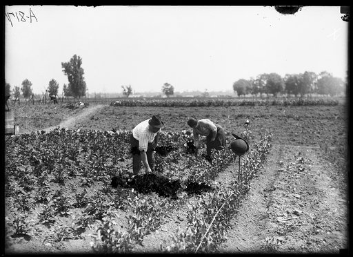Farm