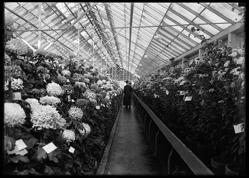 Department of Agriculture. Chrysanthemum Show