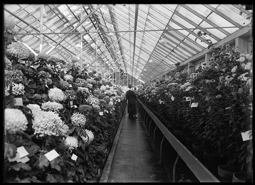 Department of Agriculture. Chrysanthemum Show