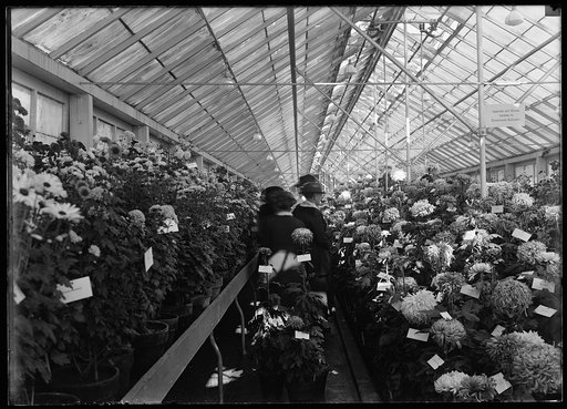 Department of Agriculture. Chrysanthemum Show