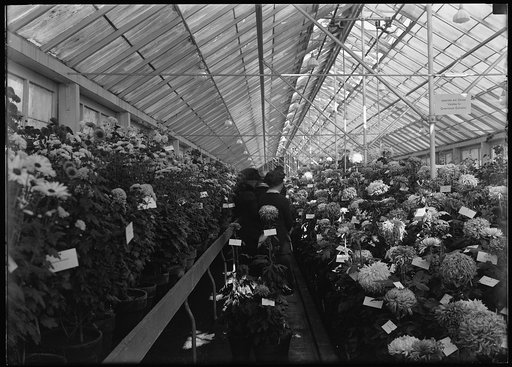 Department of Agriculture. Chrysanthemum Show