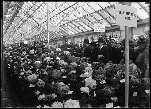 Department of Agriculture. Chrysanthemum Show