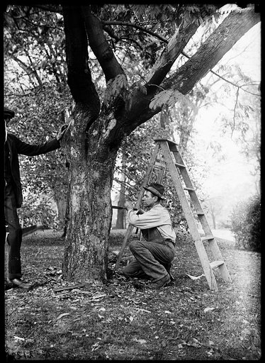 Man working on tree