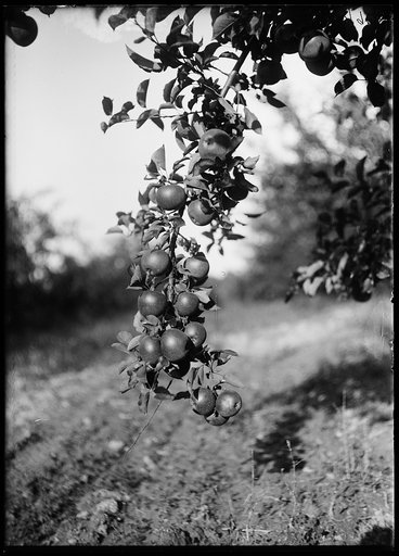Apple orchard