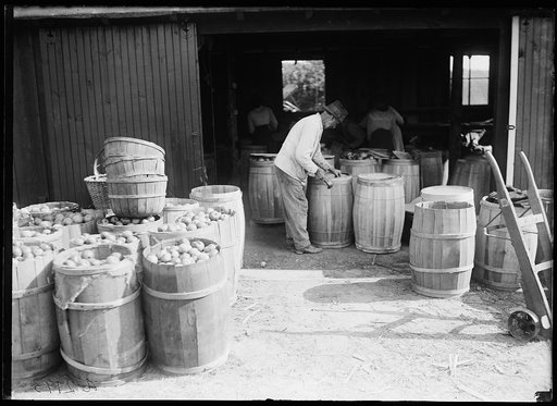 Apple orchard