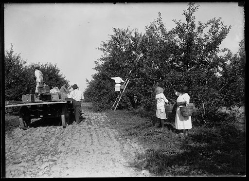 Apple orchard
