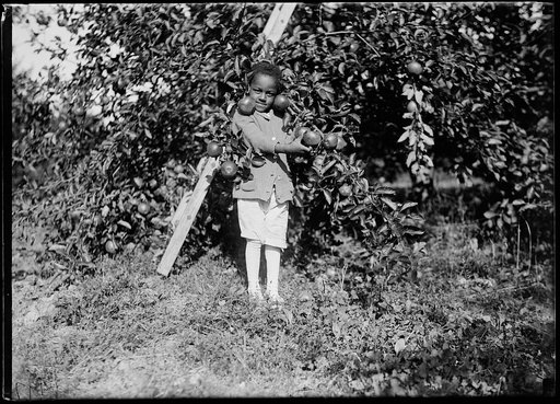 Apple orchard