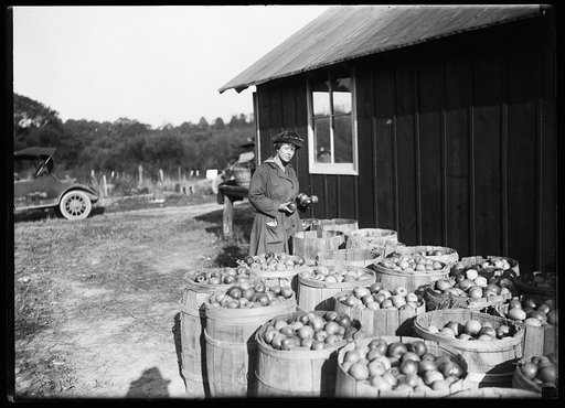 Apple orchard