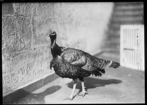 Turkey