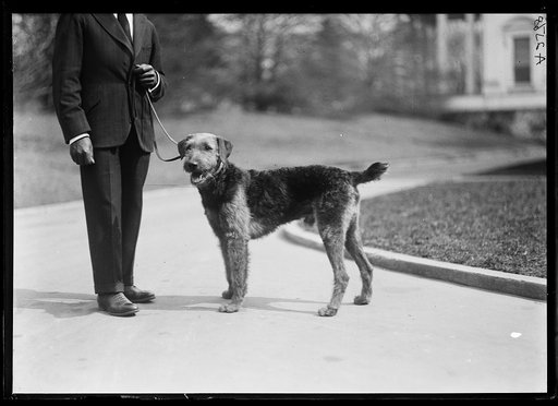 Harding's dog "Laddie Boy." White House, Washington, D.C.