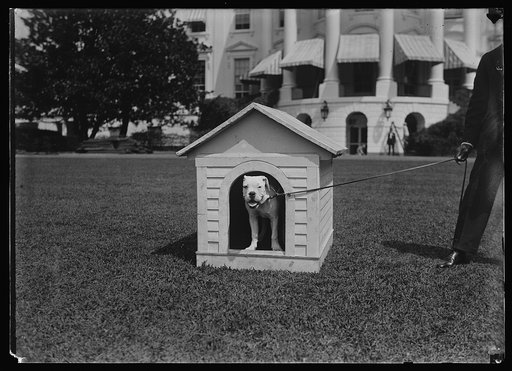 Mrs. Harding's dog O'Boy at the White House, Washington, D.C.