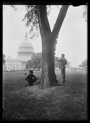 Tree work in front of U.S. Capitol, Washington, D.C.