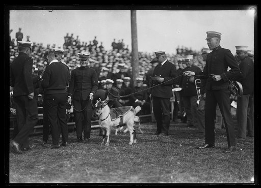 Navy goat