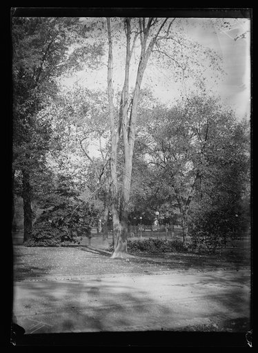 American Elm tree planted in 1878 by Rutherford B.Hayes, on the lawn of the White House