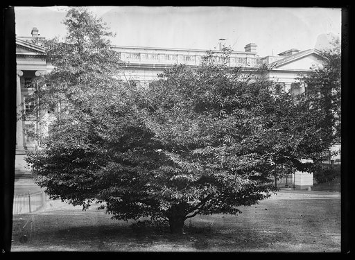 Fern leaf beech tree planted Memorial Day in honor of Washington, February 22, 1904, by Mrs. Roosevelt near the walk leading to the entrance of the White House