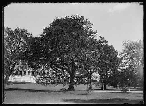 The Cameron Elm, one of the old trees on the Capitol grounds