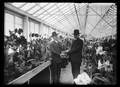 Secy. Wallace & Taylor at amaryllis show
