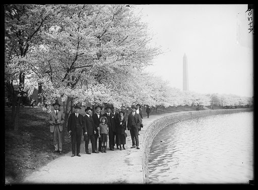 Japanese cherry blossoms [Washington, D.C.