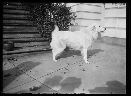 Dog at White House, Washington, D.C.