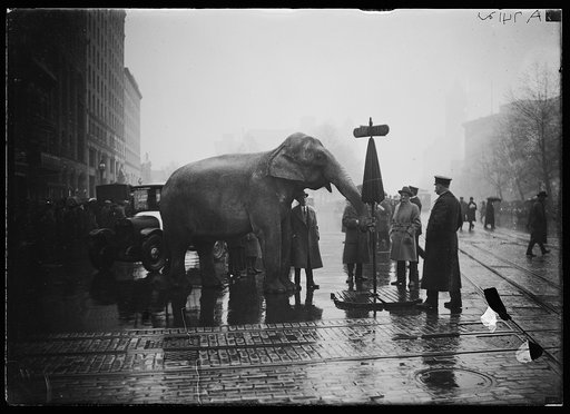 Elephant in street, Washington, D.C.