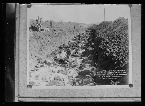 A. Britto and Co. Dairy. The final end of 801 head of livestock. Total time consumed in the destruction of the head was four hours. San Pablo, California