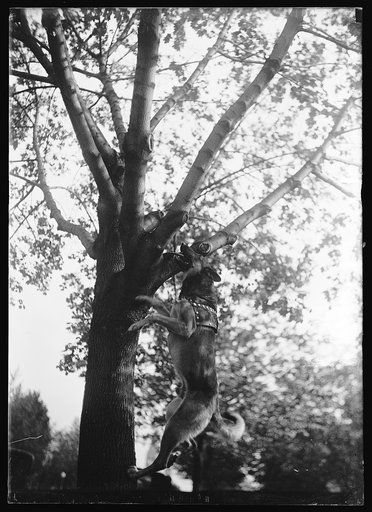 Dog leaping next to tree