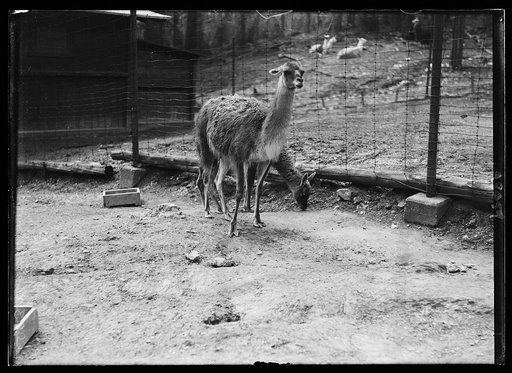 Animals at the zoo