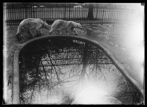 Animals at the zoo