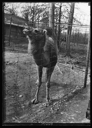 Animal at the zoo