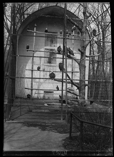 Animals at the zoo