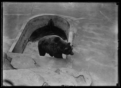 Animal at the zoo