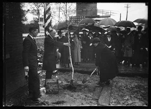 Tree planting