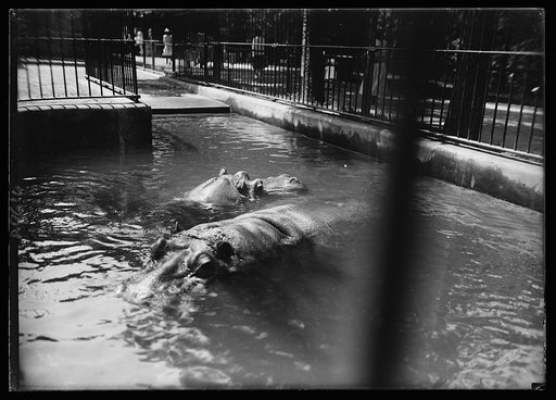 Zoo, Wash., D.C.