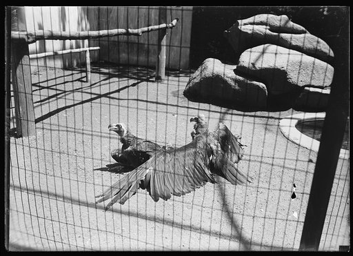 Zoo, Wash., D.C.