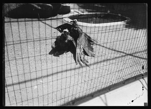 Zoo, Wash., D.C.
