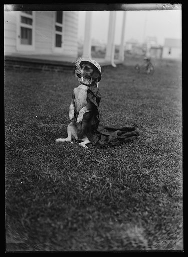 Dog dressed in clothing