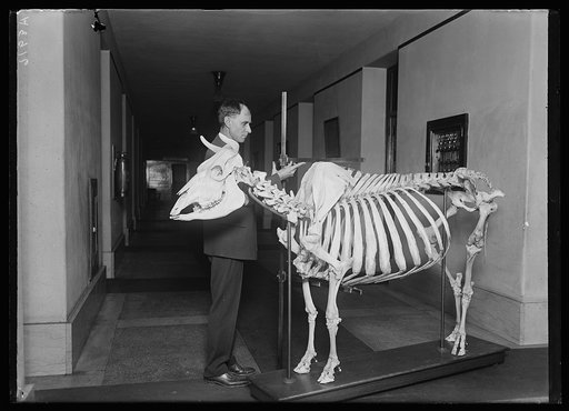 Man with animal skeleton