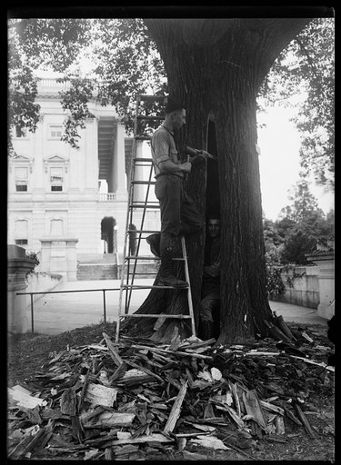 Tree work at U.S. Capitol, Washington, D.C.