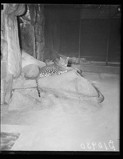 Leopard