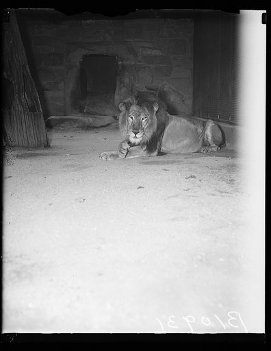 Lion at Wash. Zoo