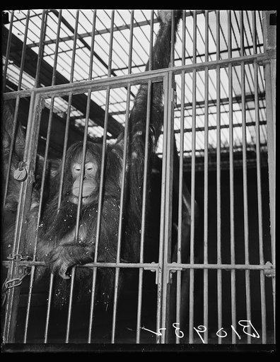 Chimpanzee