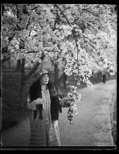 The wife of the Japanese Ambassador, Mme. Tsuneo Matsudaira, pictured among the Japanese cherry blossoms in Potomac Park, Washington, April 13th