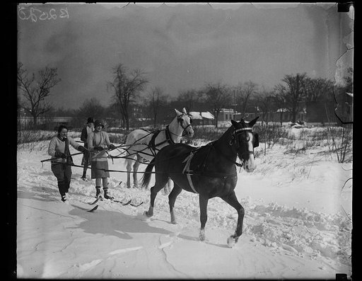 Horses pulling persons on skis through snow