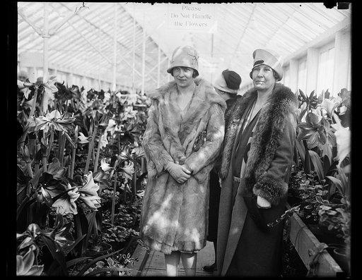 Wife of Secretary of Agriculture officially opens Washington Amaryllis Show. With the ladies of the diplomatic corps as the first to view the many beautiful blooms on display Mrs. William M. Jardine, wife of the Secretary of Agriculture, officially opened the fifteenth annual amaryllis show of the D