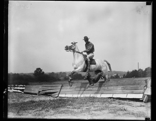 Horse and dog jumping