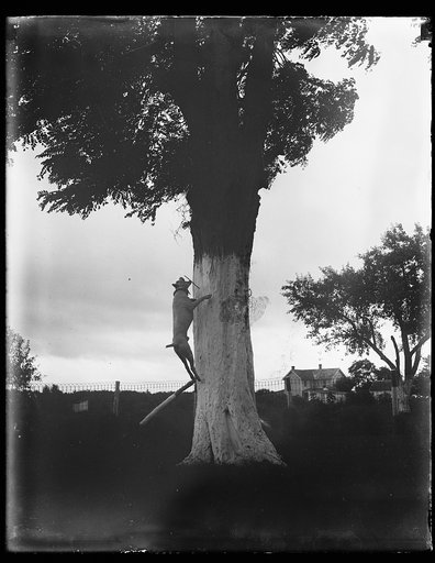 Dog jumping up on tree
